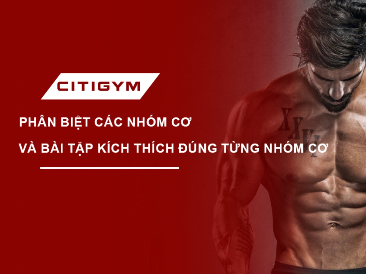 Phân biệt các nhóm cơ và bài tập kích thích đúng từng nhóm cơ