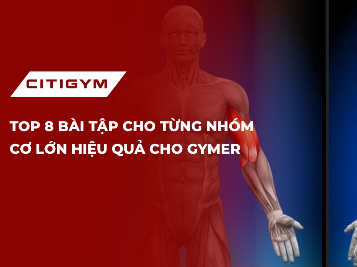 Top 8 bài tập cho từng nhóm cơ lớn hiệu quả cho gymer